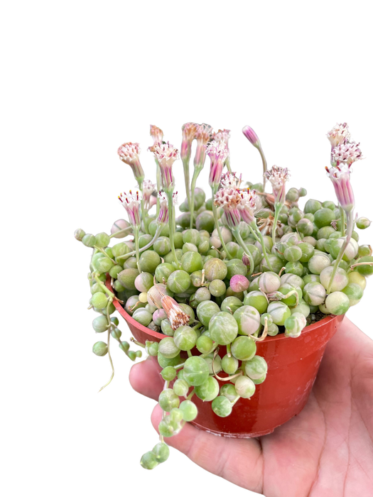 variegated string of pearls succulent Succulent 'String of Pearls' Variegated — house-plant-west