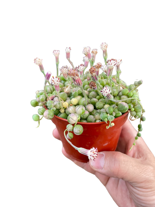 Succulent 'String of Pearls' Variegated