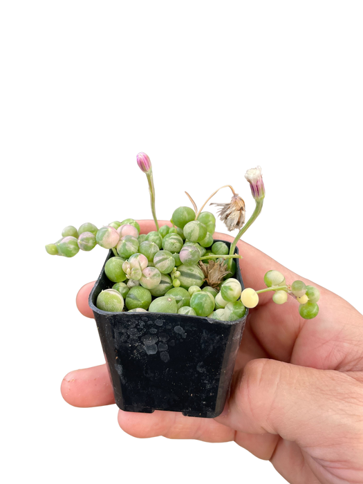 succulent translate Succulent 'String of Pearls' Variegated — house-plant-west
