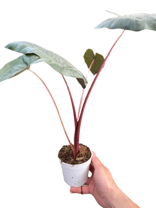 Alocasia Yucatan Princess - 8" Pot