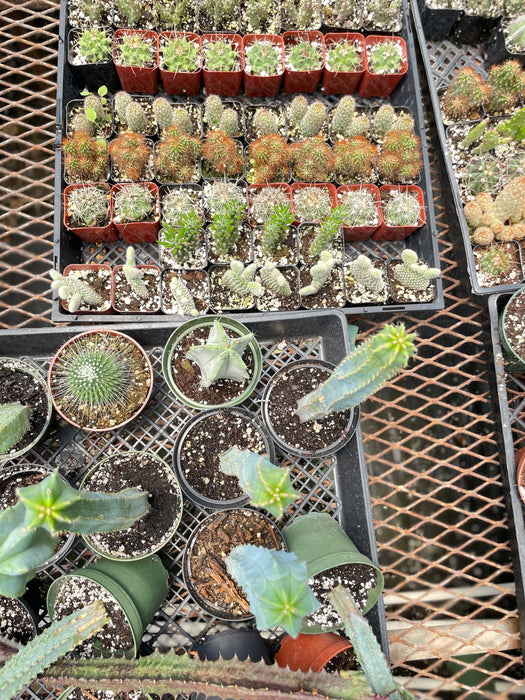 Succulent Cactus Pre-Pack #1 | House Plant Wholesale Bundle
