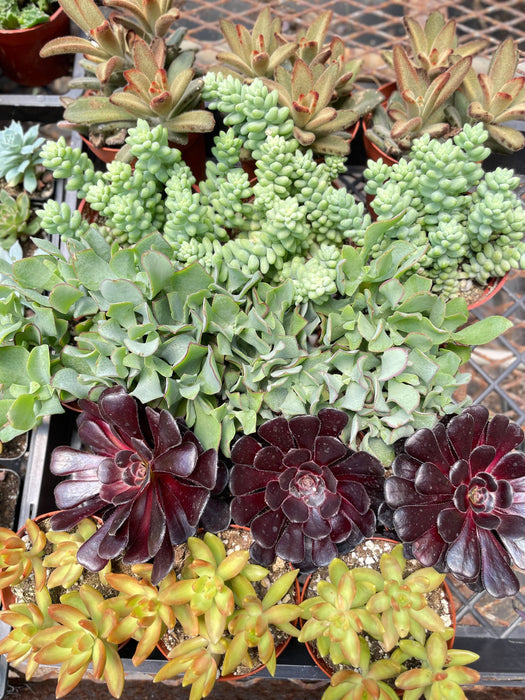 Succulent Cactus Pre-Pack #1 | House Plant Wholesale Bundle