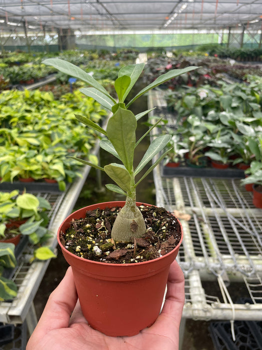 Succulent Adenium Obesum 'Desert Rose'