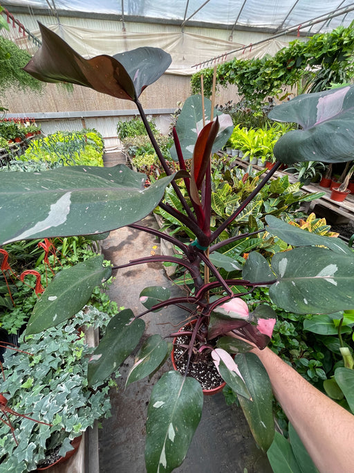 rare house plants wholesale Rare Pre-Pack #1