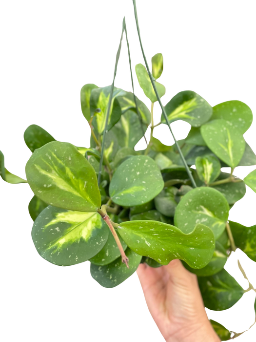 Hoya Obovata Reverse