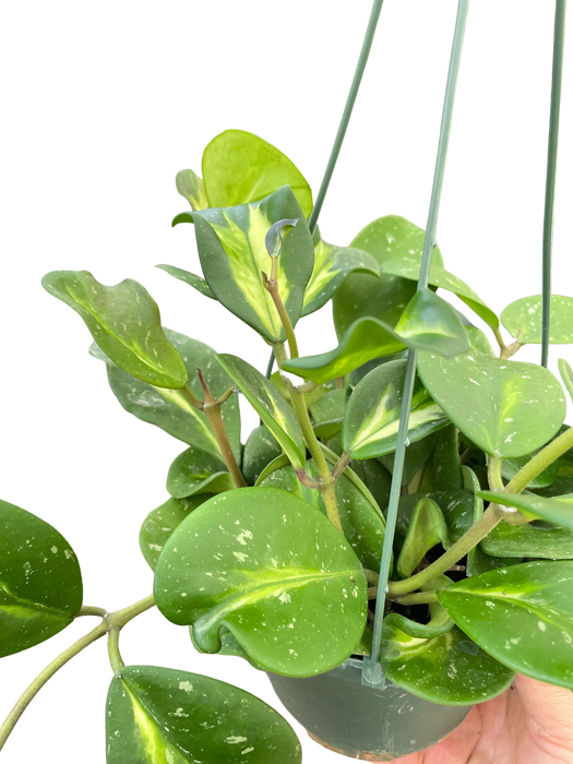 Hoya Obovata Reverse