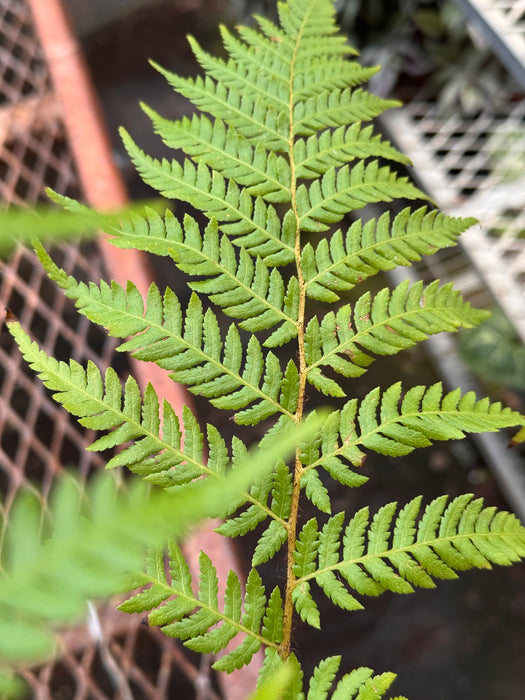 Australian Tree Fern
