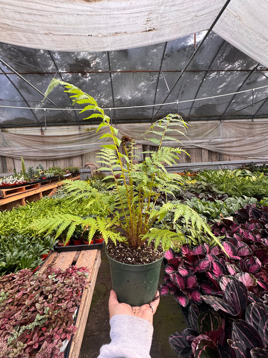 Australian Tree Fern