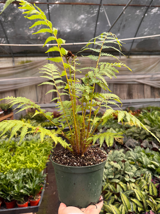Australian Tree Fern