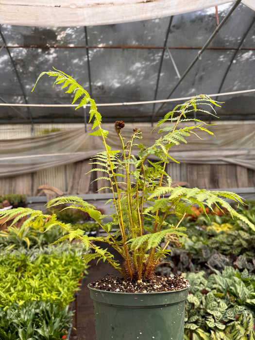 Australian Tree Fern