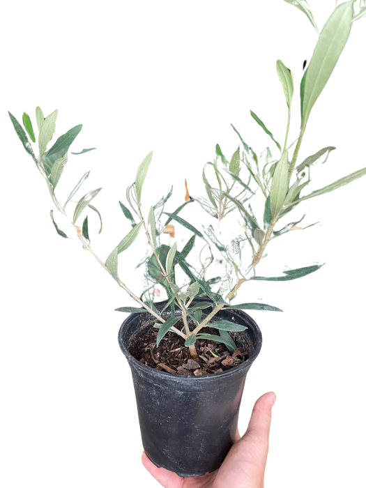 6" Common Olive Tree (Olea europaea)