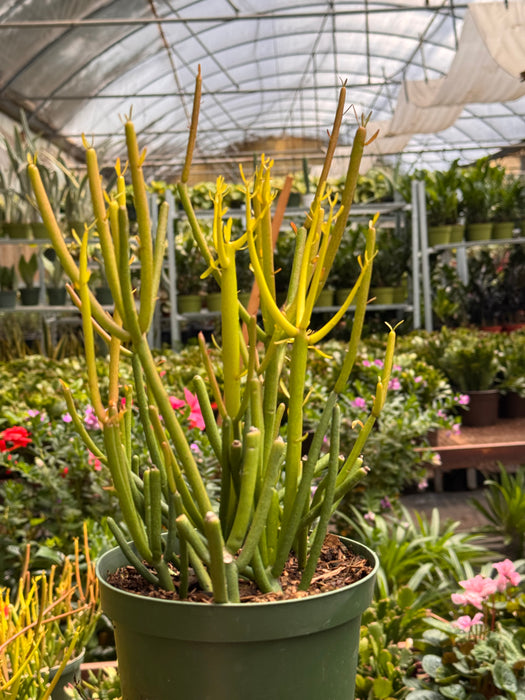 Succulent Euphorbia 'Fire Sticks'