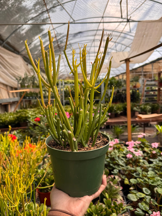 Succulent Euphorbia 'Fire Sticks'