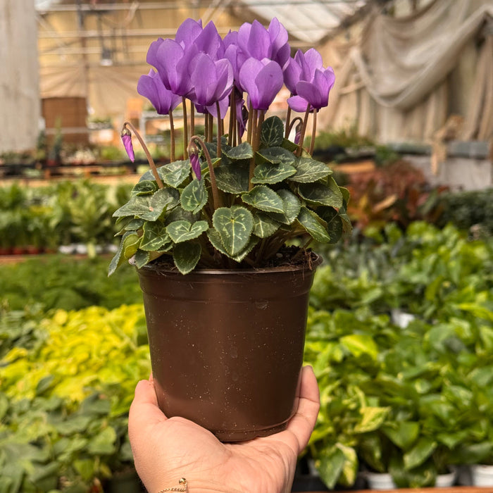 Cyclamen