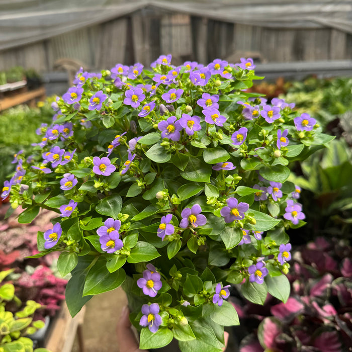 Exacum 'Persian Violet'