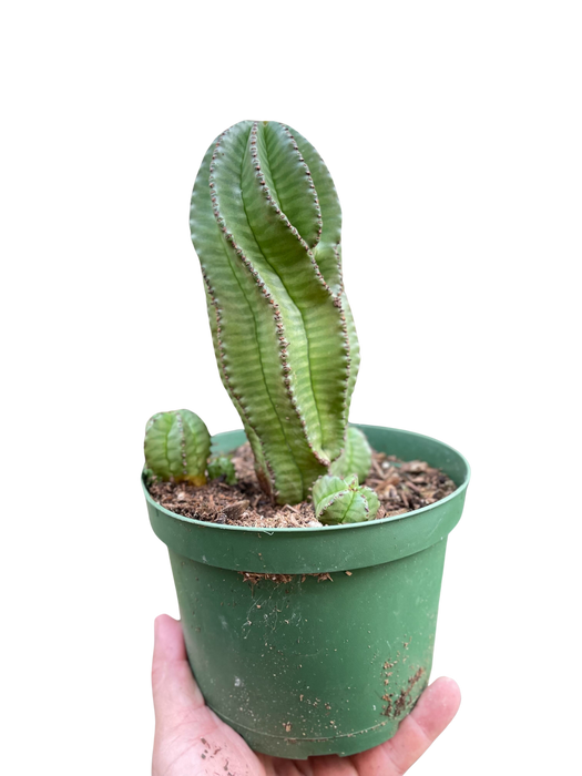 Euphorbia Mother Hubbard Cactus - 6" Pot