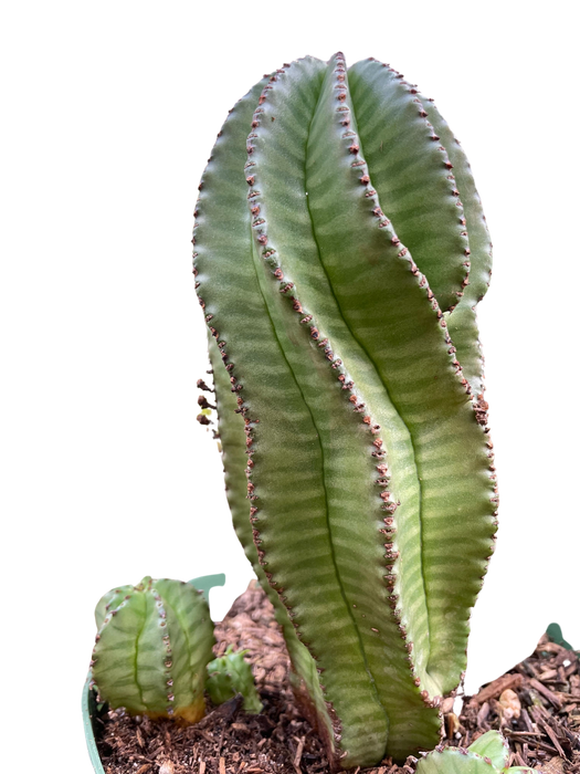 Euphorbia Mother Hubbard Cactus - 6" Pot