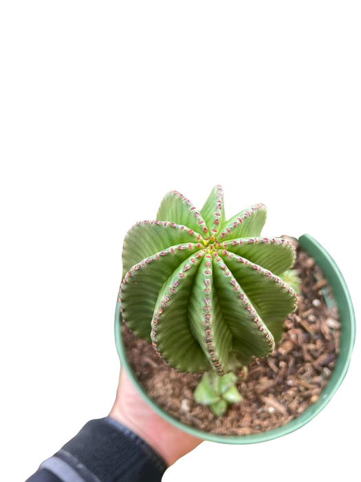 Euphorbia Mother Hubbard Cactus - 6" Pot