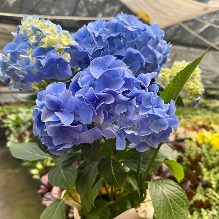 Blue Hydrangea