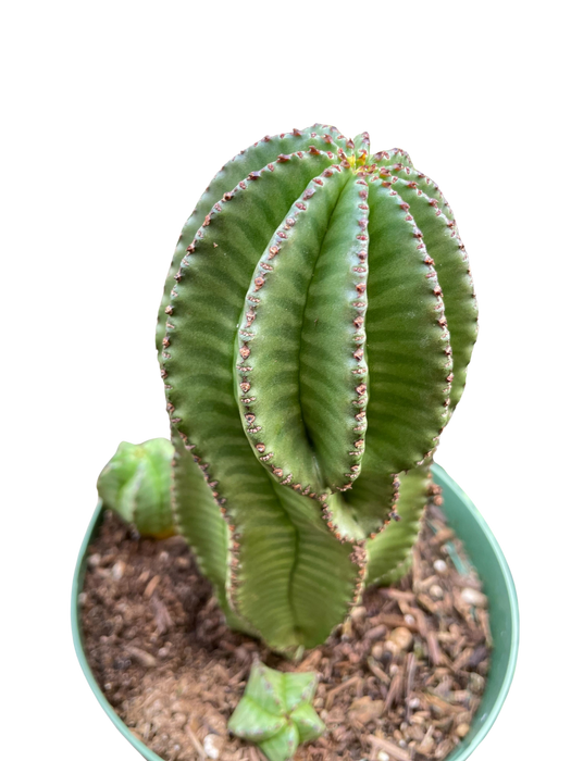 Euphorbia Mother Hubbard Cactus - 6" Pot