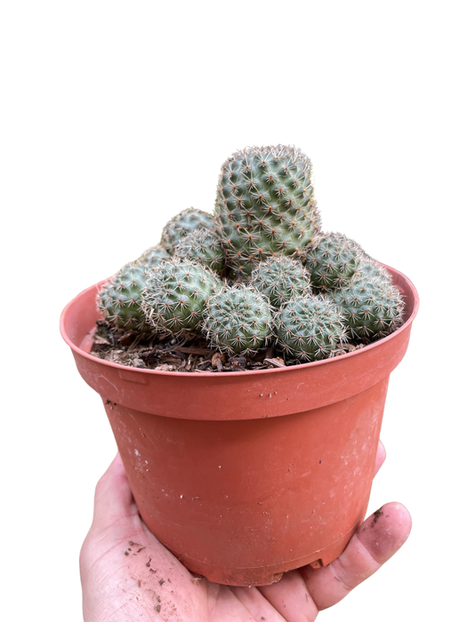 Rebutia Deminuta Sanguinea Cactus