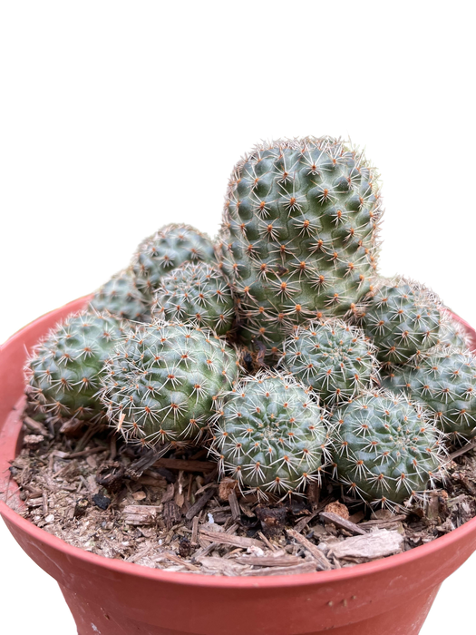 Rebutia Deminuta Sanguinea Cactus