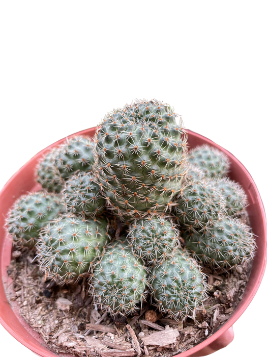 Rebutia Deminuta Sanguinea Cactus