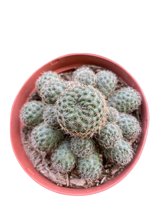 Rebutia Deminuta Sanguinea Cactus