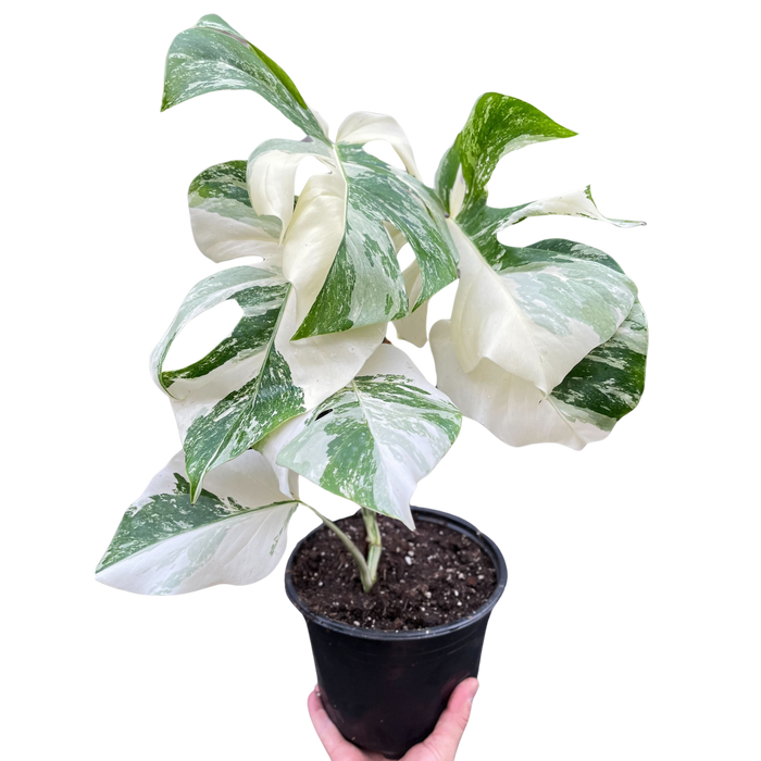 albo variegata monstera Monstera 'Albo Borsigiana Variegated' — house-plant-west