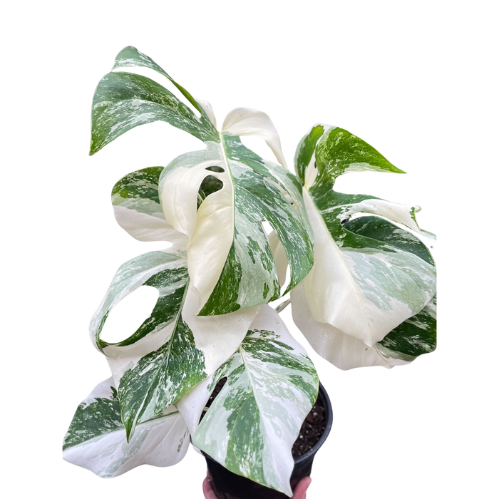 monstera albi Monstera 'Albo Borsigiana Variegated' — house-plant-west
