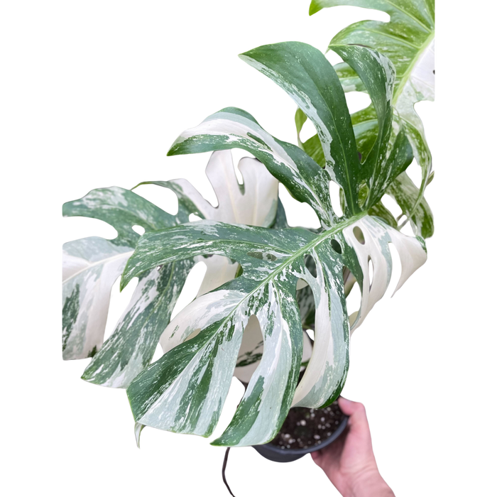 monstera deliciosa 'albo variegata' Monstera 'Albo Borsigiana Variegated' — house-plant-west