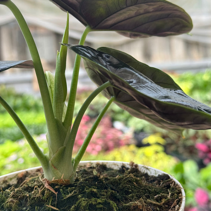 Alocasia 'Green Unicorn'