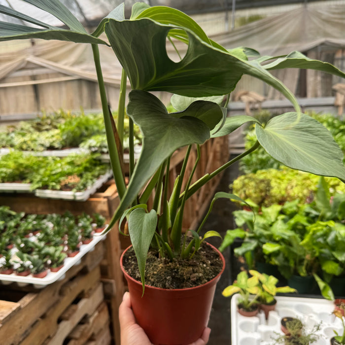 Monstera Burle Marx Flame