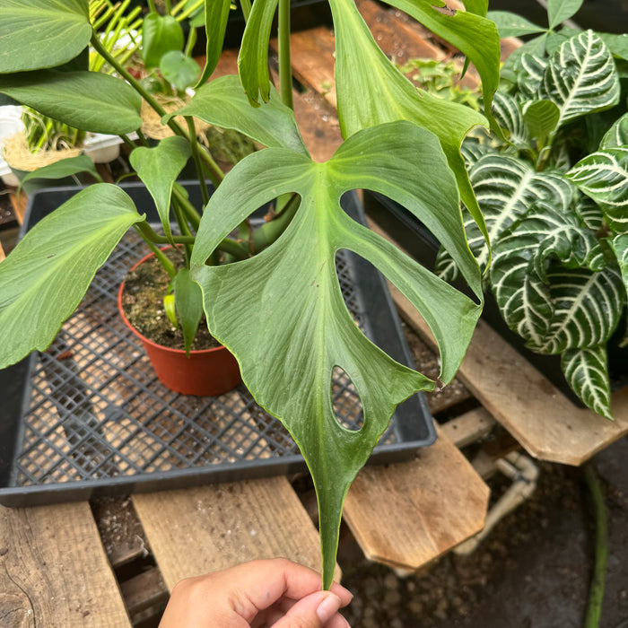 Monstera Burle Marx Flame