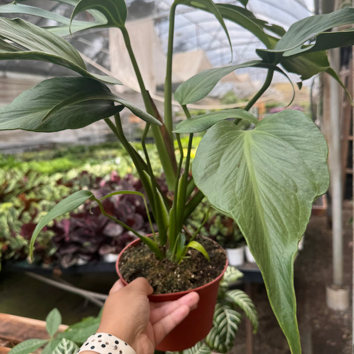 Monstera Burle Marx Flame