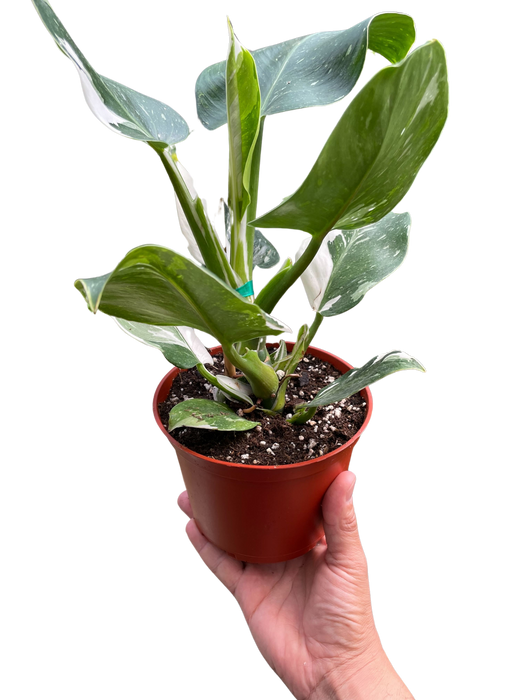 philodendron erubescens white wizard Philodendron 'White Wizard' — house-plant-west