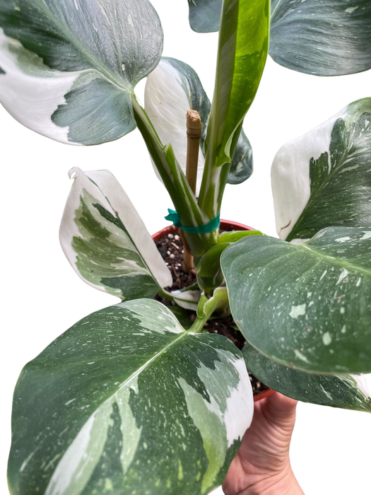 Philodendron 'White Wizard'