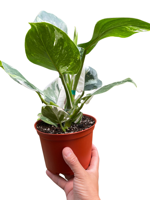 Philodendron 'White Wizard'