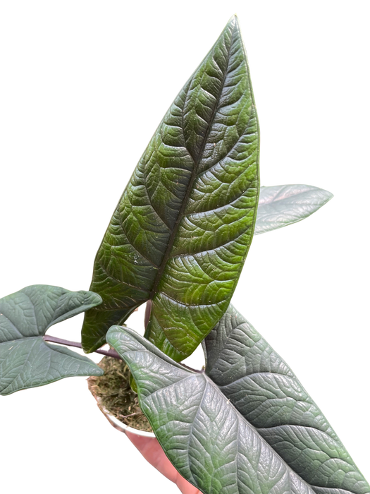 Alocasia 'Scalptum'