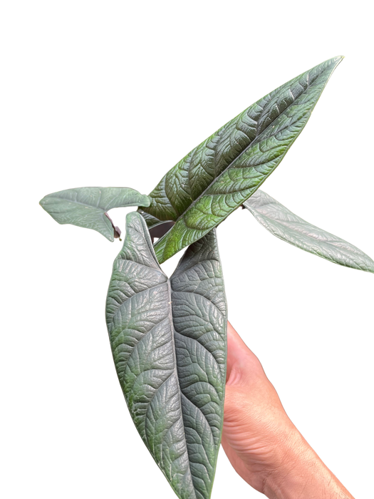 Alocasia 'Scalptum'