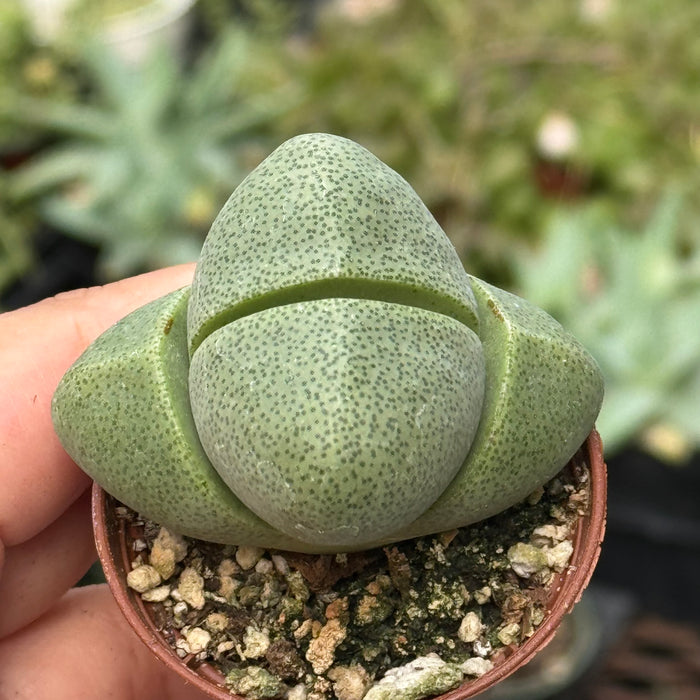 Succulent 'Split Rocks'