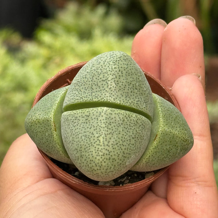 Succulent 'Split Rocks'