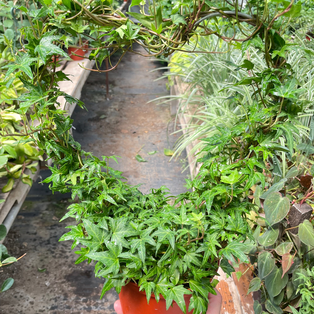 Ivy Green Topiary Heart — house-plant-west