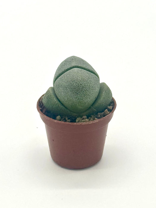 Succulent 'Split Rocks'