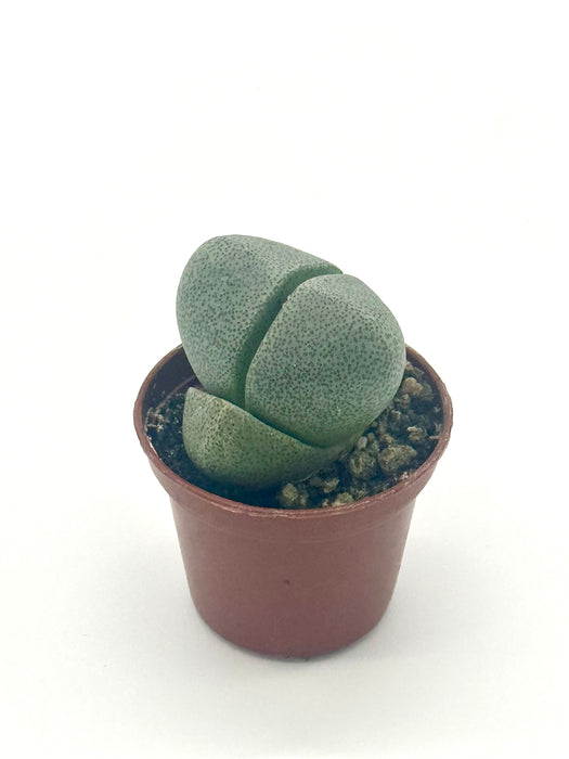 Succulent 'Split Rocks'