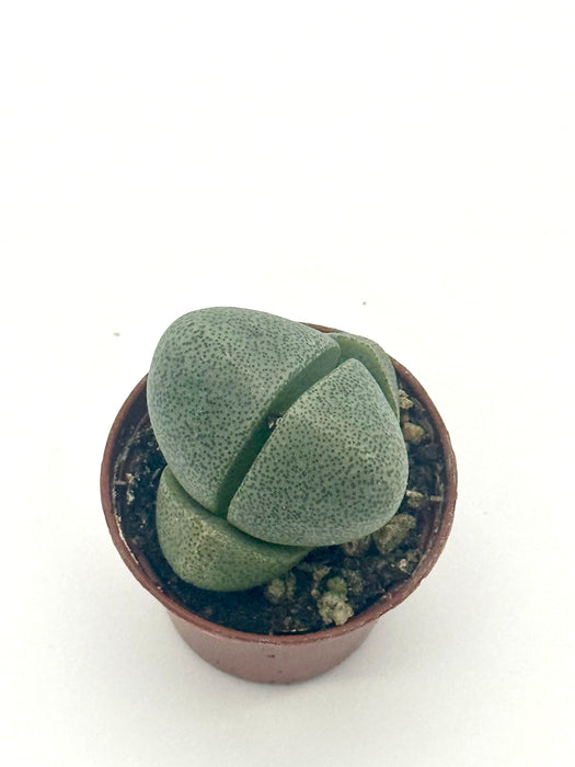 Succulent 'Split Rocks'