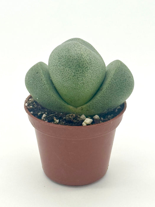 Succulent 'Split Rocks'