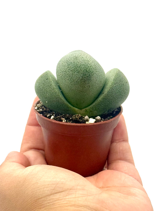 Succulent 'Split Rocks'