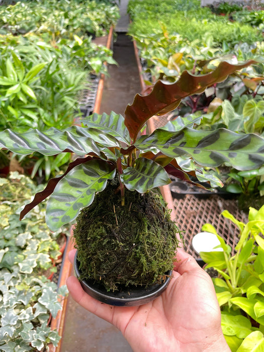 Calathea Rattlesnake Kokedama