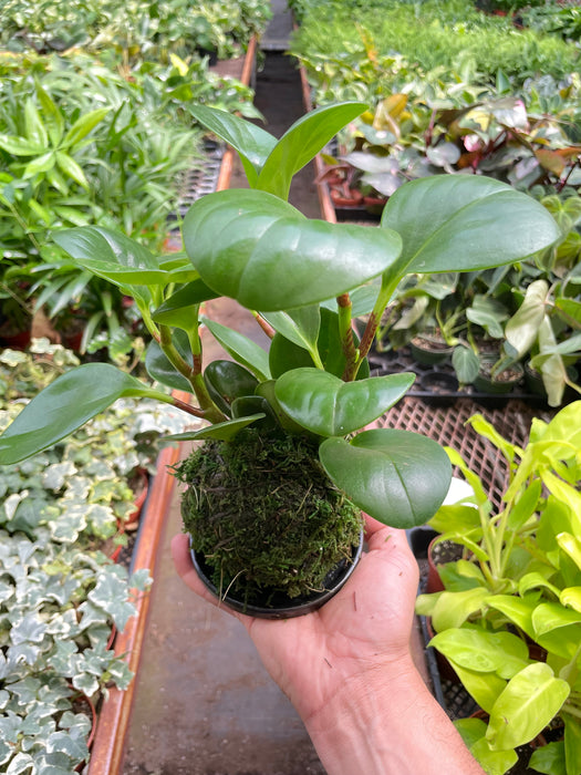 Peperomia Thailand Kokedama